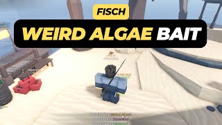 How to Get Weird Algae Bait in Roblox Fisch