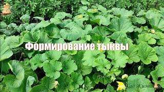 Формирование тыквы - залог большого урожая!