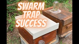 Moving Swarms to their new hives.  #swarmtrap #beekeeping#Beekeeper #Bees