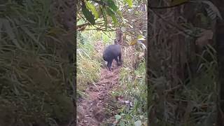 Mountain Tapir in our Rio Zunac Reserve