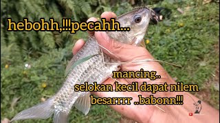 mancing di selokan kecil  dapat nilem babon slurr..hebohh parah..