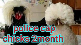 Police cap chicks for sale 2month old chicks white police cap, crested police cap 8103145060