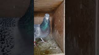 Pigeons for The season #pigeon #pigeonracing  #الحمام_الزاجل #حمام #birds #pigeonloft #سباق_الحمام