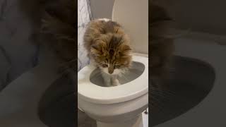 Aries - I Got Caught Drinking Out Of The Toilet