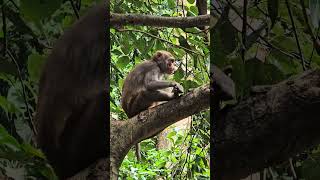 Wild Life at Rampa Waterfalls, Maredumilli #maredumilli #lifeofkarthik