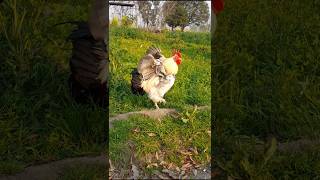 Beautiful Rooster Movement video #Rooster sounds #roostercrowing #Rooster music video in HD Rooster