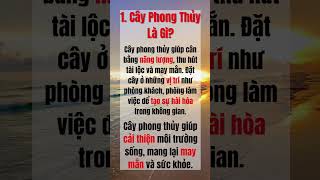 Cây phong thủy có ý nghĩa gì trong cuộc sống?