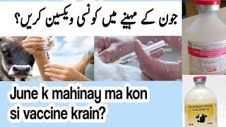 June k mahinay ma kon si vaccine krain جون کے مہینے میں گائے بھینس بھیڑ بکری میں کونسی ویکسین