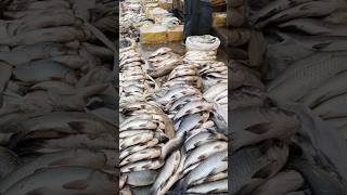 Lots of fish 🐟 Wholesale Fish Market 😜 #shorts