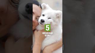 5 фактов о породе – Японский шпиц #shorts #японскийшпиц #собаки