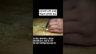 마늘의 강력한 효능 [모르면 나만 손해]