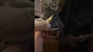 cockatiels eating #shorts