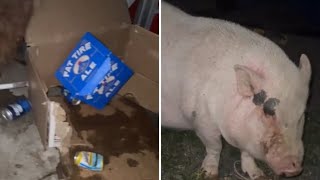 Pet Pig breaks into Garage and drinks owners beer