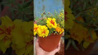 Moss rose, Portulaca .. #garden #flowers #ytshorts #plants #trending #gardeing #plantsandflowers