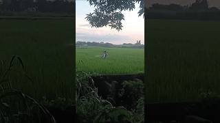 Country Life work in the Rice fields #countrylifestyle #ricefield