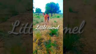 Little camel in the jungle || in desert Thar || #camels #camelbaby #camelfarm #desertanimals #thar