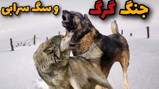 جنگ سگ سرابی و گرگ 🔥|تاحالا درباره جنگ دو درنده خطرناک سرابی و گرگ شنیدی؟!😱