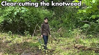 Killing Japanese Knotweed in Marlyn Park, Lansdowne Pennsylvania