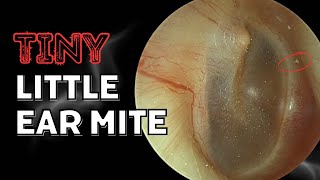 Tiny Little Ear Mite Lost For Days