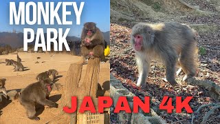 Free Monkeys in Japan Park 日本公園の無料サル