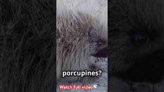 PORCUPINES!