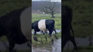 Cow Saves Calf From Deep Flood Puddle || Dogtooth Media