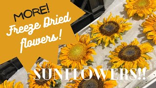 The BEST way to dry Sunflowers! FREEZE DRY!