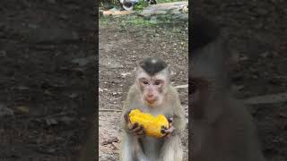 Funny monkey on clip each , Enjoy  7