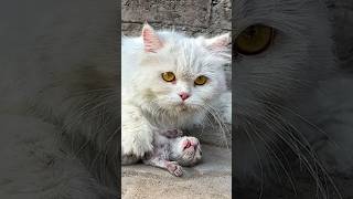 Rescue Cat: Mother Brings Dying Kitten into Sunshine to Escape Cold