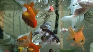 Goldfish #aquariumsetup #Reducing stress #insomnia #relaxing #study #aquarium #Bangkok #thailand #4k