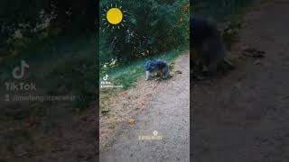 sunshine #dogvideo #dog #lieblingshund #sheltie #teddy #seelenhund #hund #way #weg #sunshine #sun