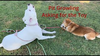 33. Two Best Girl Dog Friends Over a Rope 2-28-2024 #shiba #pitbull