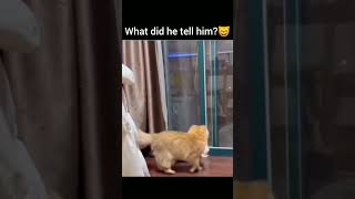 How cat communicate? Cat conversation | Funny Cat videos | Mrbeast viral video #mrbeast  #catlover