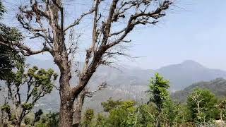 A Road Trip to Haidakhan Baba Ashram Himalayas, Nainital, Uttarakhand