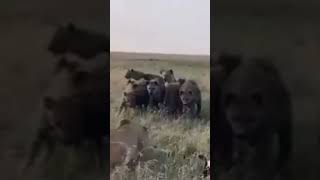 Hungry Hyenas versus a  Lion