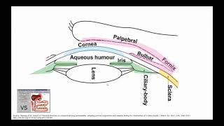 Impact of Modeling and Simulation on Topical Ophthalmic Formulation Development