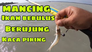 Mancing ikan bebulus / ikan berujung / kaca piring bikin ketagihan !!!