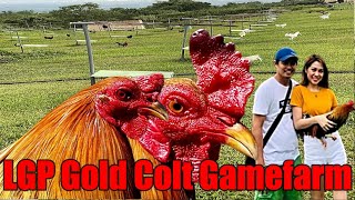 Lets Visit The Farm Of LGP Gold Colt Gamefarm