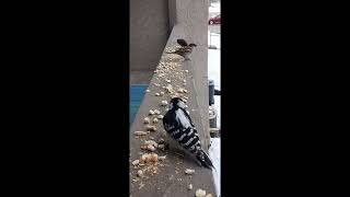 Downy Woodpecker on cleanup duty. (time sped 1 75x)