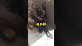 Cat😱😱😱#cat #amazingcat #shorts #shortsvideo