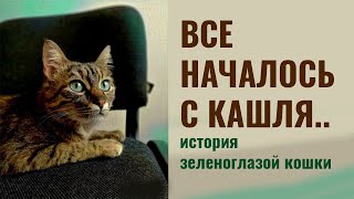 Как я вылечил ринотрахеит кошки в острой фазе | кошка с короной