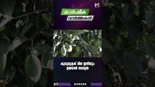 കുരുമുളക് വില ഇനിയും ഉയർന്നേക്കാം #myfintvbusiness #news #agriculturenews #malayalam