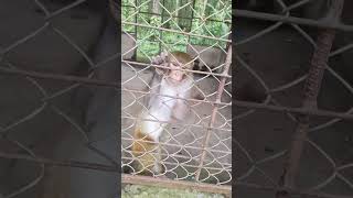 # Nepali drone lover #monkey #videos #siddharth