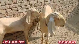 Top quality pure makhi cheeni goats | goat farming in Pakistan @joyiaGoatFarm