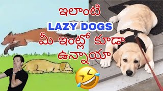 Lazy Dogs & Their owners 🤣🤣🤣🤣