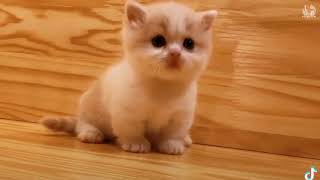 Aww funny and cute animals compilation 2019 29 😘😍😆😀