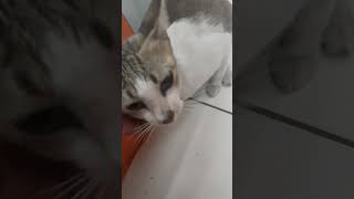 Kucing kantoran.. #shortscat