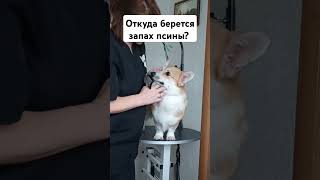 Откуда берётся запах псины? #собака #запахпсины #корги