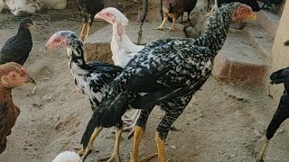 நாட்டு கோழி வளர்ப்பு முறை / Free Range Chickens