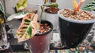 Rare Plant Fairy Unboxing. Week Update! Love Planty Mail! Variegated Alocasia